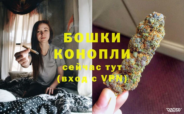прущие грибы Каменногорск